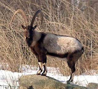 wild goat in Cyprus