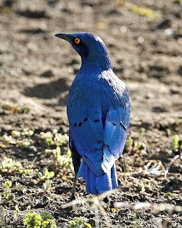 Greater blue eared glossy starling found in Guinea