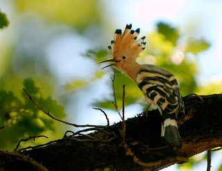 hoopoe found in Guinea