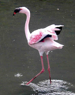 Lesser flamingo found in Guinea