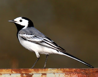 white wag tail found in Guinea
