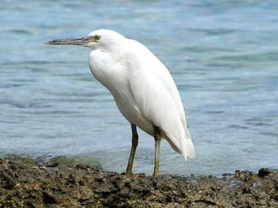 eastern reef egret foun in Fiji