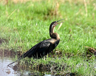 African darter are found in Lesotho