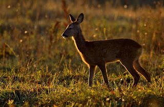 Roe deer are found in Portugal