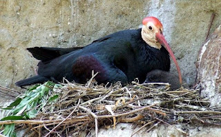 bald ibis are found in Portugal