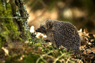 European hedgehog found in Portugal