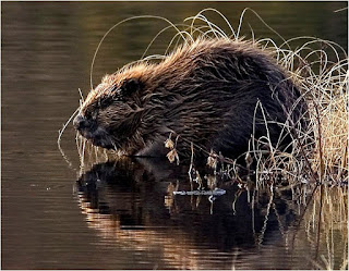 beaver are found in Croatia