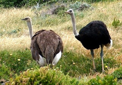 ostriches found in Zambia