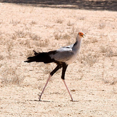 secretary bird found in Zambia