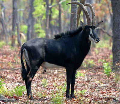 Sable antelope found in Zambia