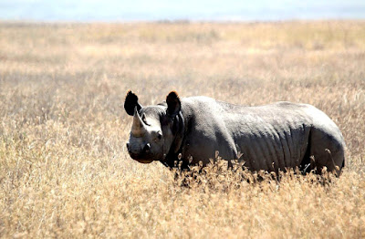 black rhino found in Zambia