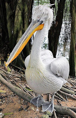 dalmatian pelican in Kazakhstan