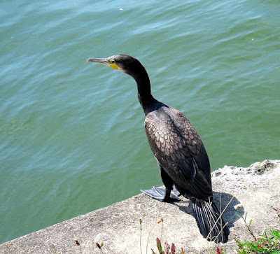 Great cormorant found in Austria