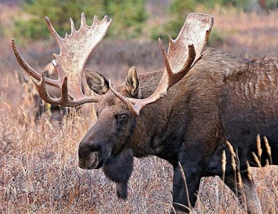 moose found in Austria