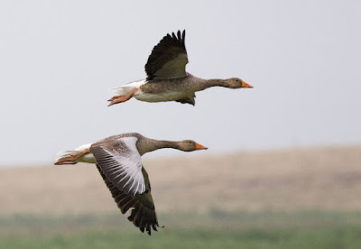 Graylag geese