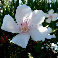 camera flash lighting for white flower photography