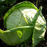 Cabbage - good sources