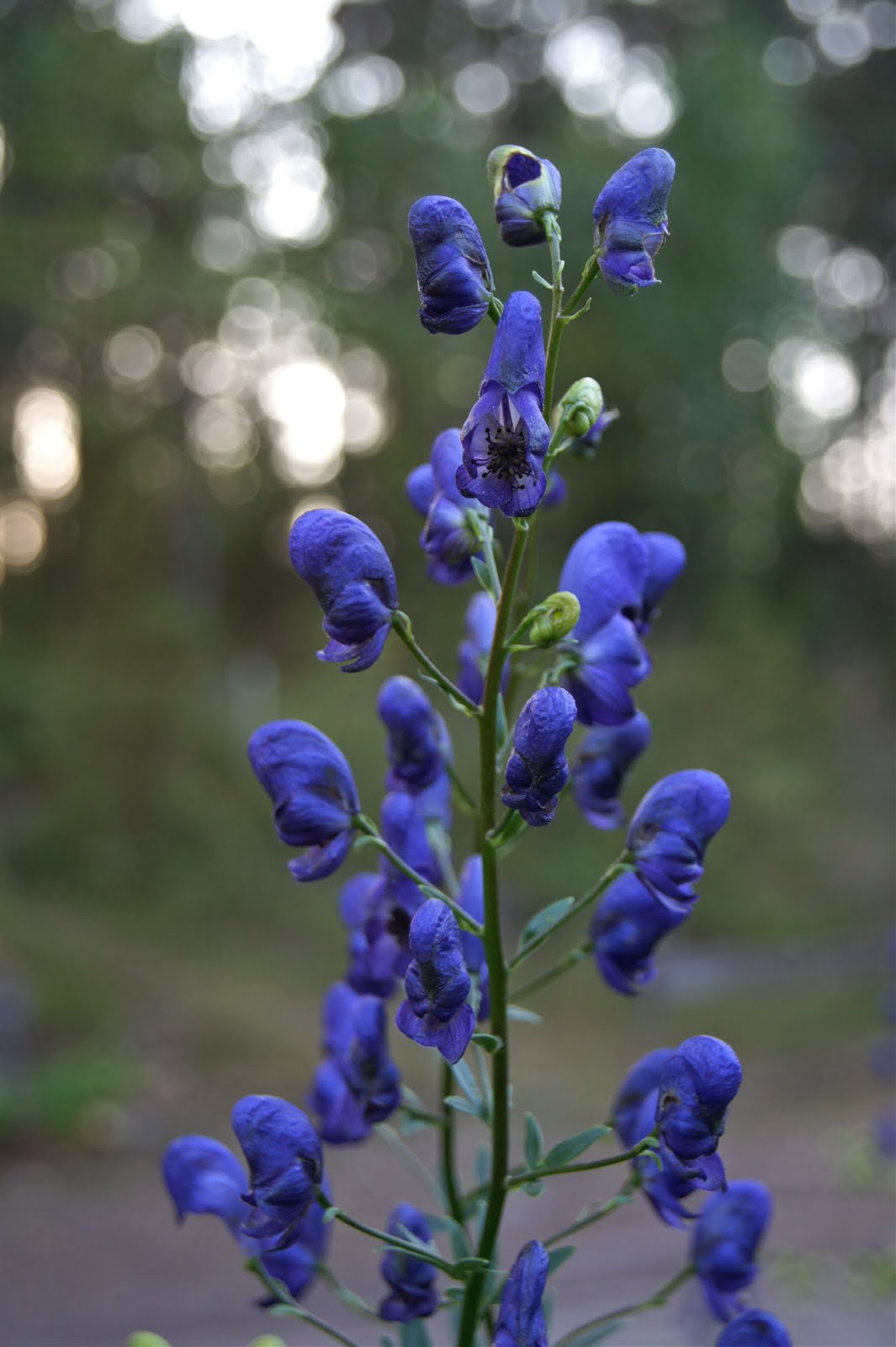 Katsella minun GF Squirt