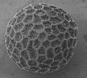 Chadwick and Norwich: The Utilization of Charged Dust Particles as