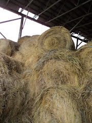 ordinary hay begins to look different with the long winter coming