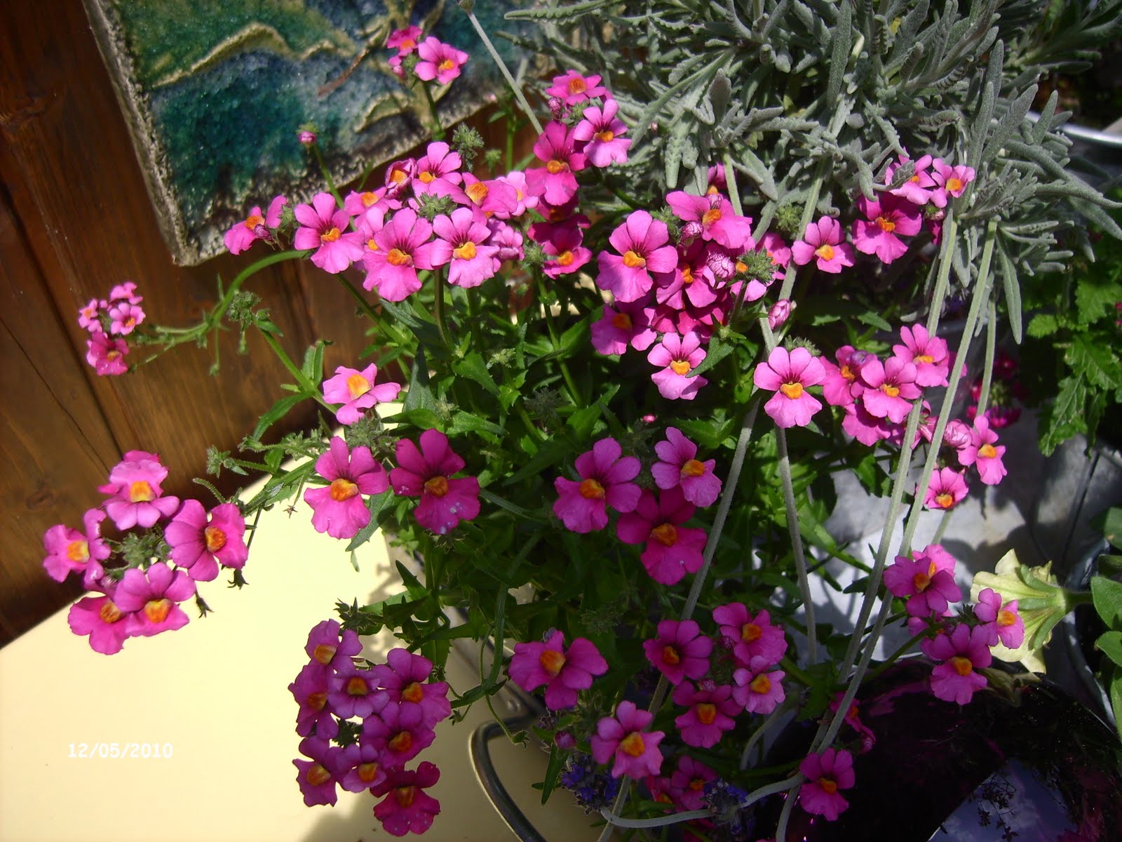 Rosenreslis Traum: rosa