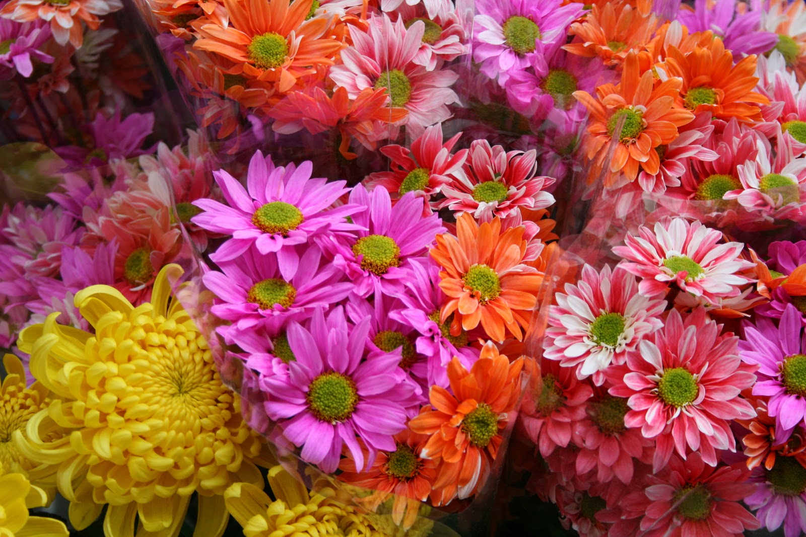 The Ott's Jordan Flower Market during the Chinese New Year