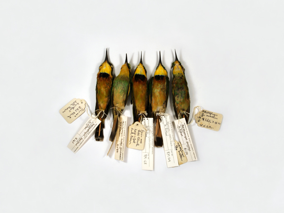 Bee Eaters (Redpath Museum)