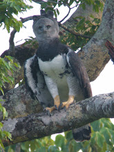 Harpy Eagle, Brazil October 2008