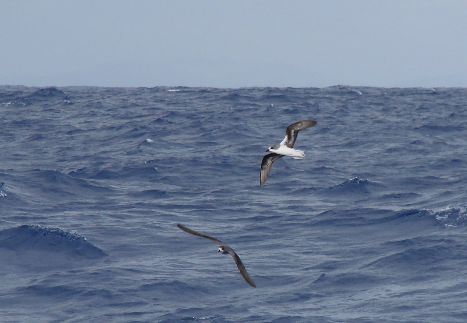 Cream Tea Birding Pterodroma Heaven!