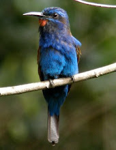 Blue-headed Bee-Eater, Ghana Feb 2009