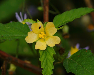 Hatun Xauxa Blanca (Clodoaldo Espinoza Bravo)