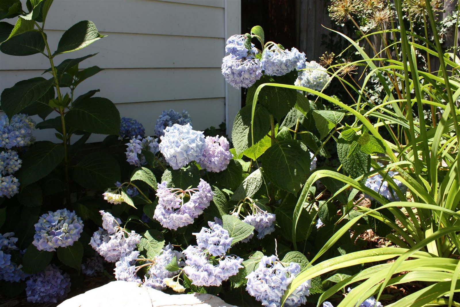 [95+] Hydrangea For Full Sun Télécharger Unique PhotoPNG