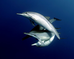 deep blue dolphin