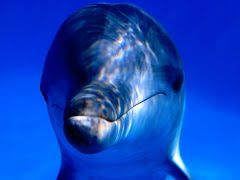dolphin profile