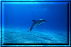 single dolphin