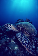 sea floor turtle