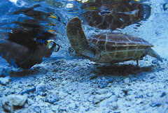 turtle encounter