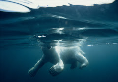 polar swim