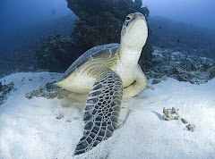 sandy turtle under