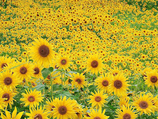 Week #1 – Sunflower Yellow – Energize