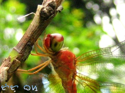 dragonfly tutubi