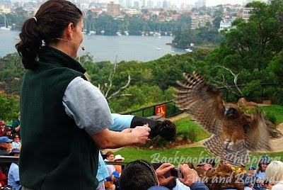 australian owl taronga zoo bird show