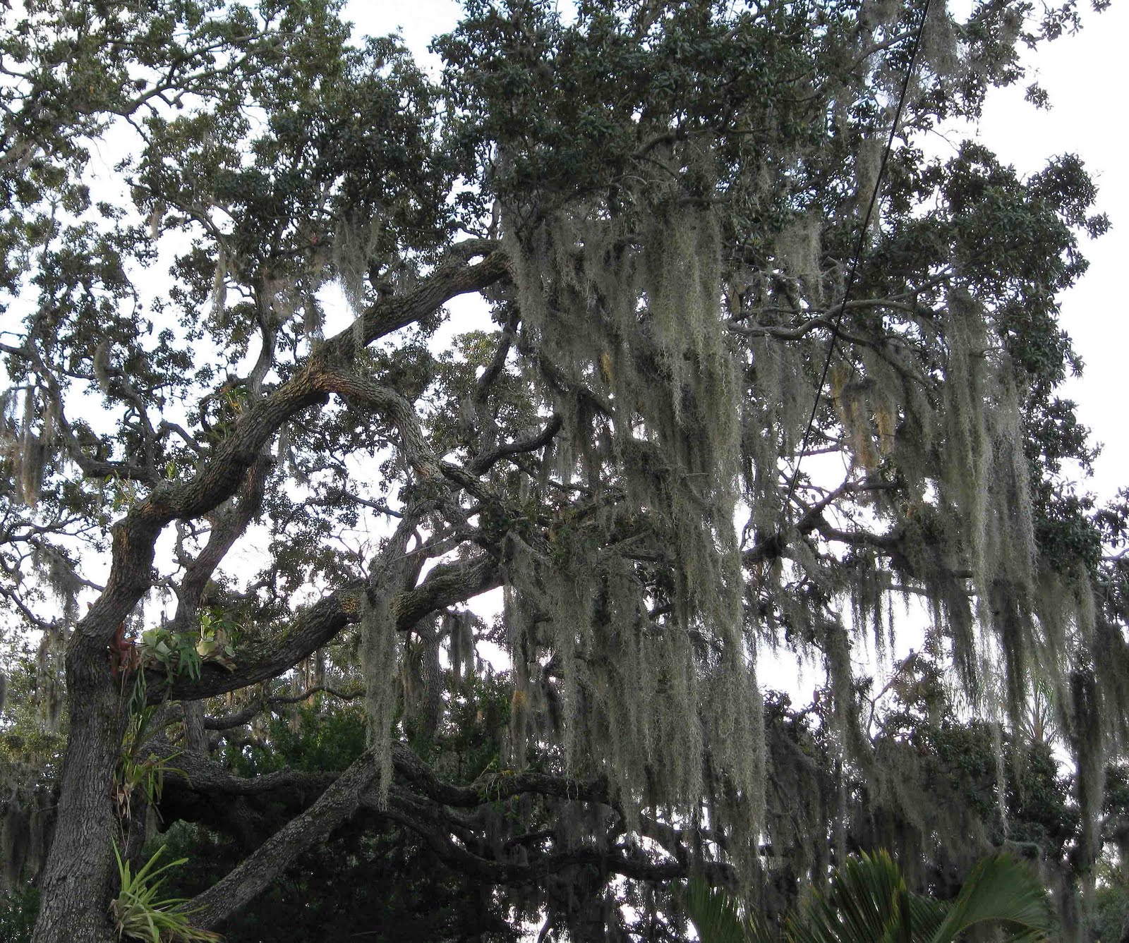 download spanish moss tree for free download spanish moss tree for free