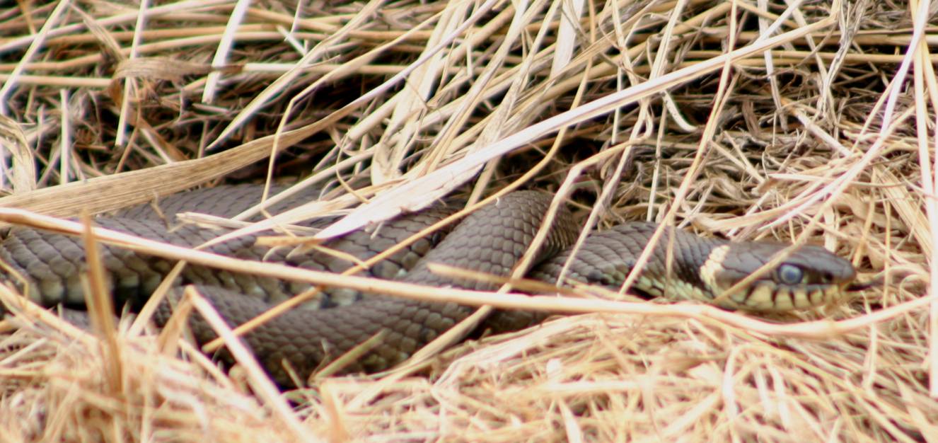 Tophill Low Nature Reserve: May 2010