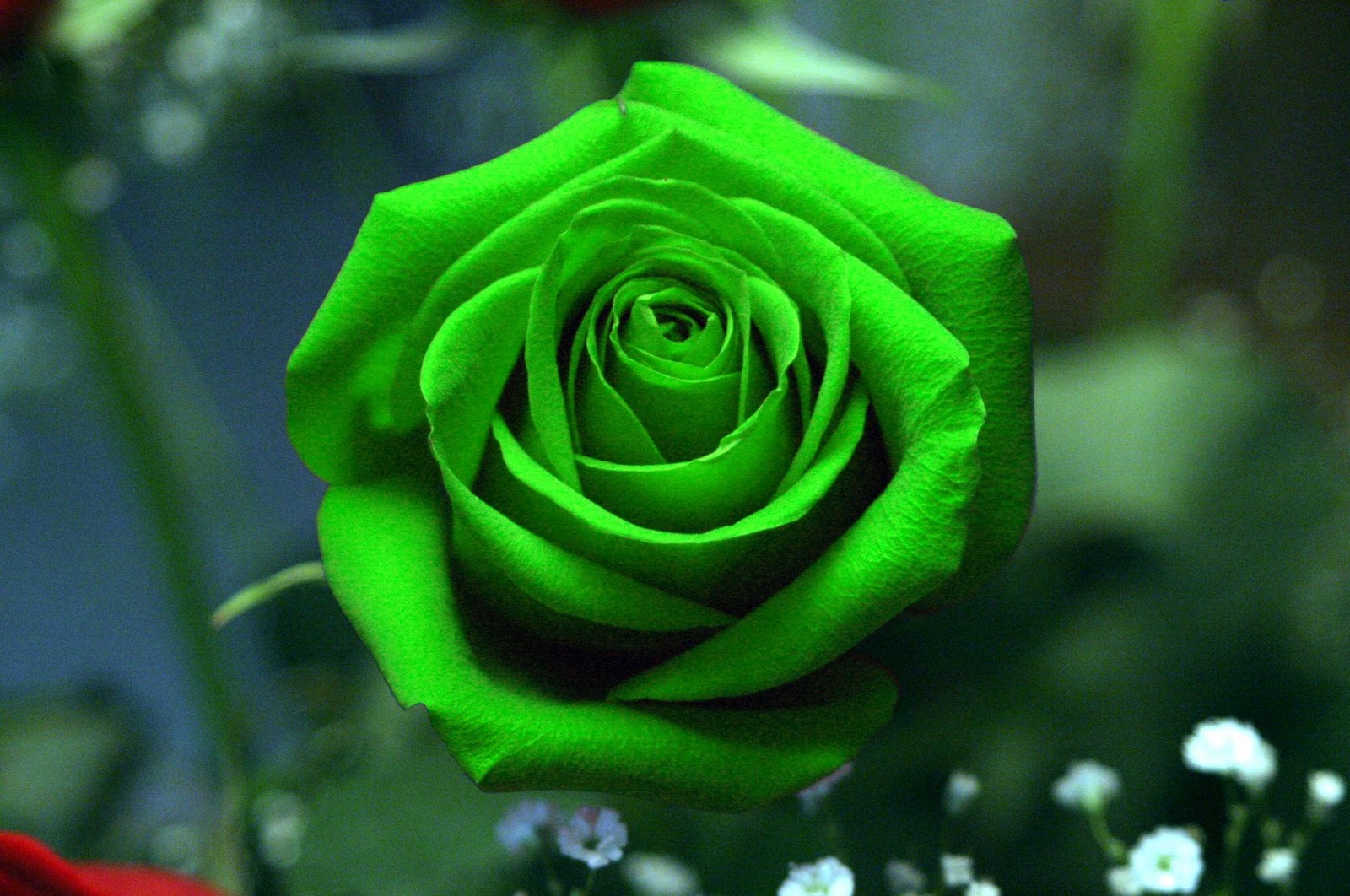 rose_green2.jpg
