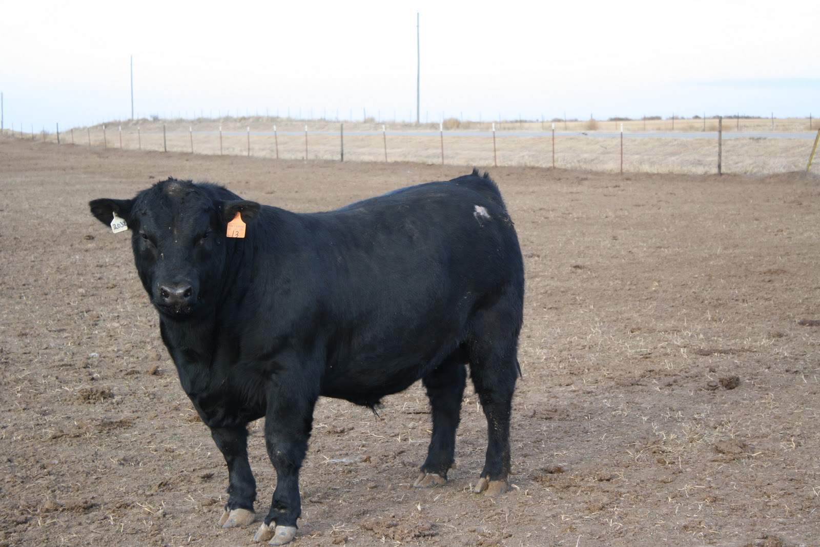 черного быка чистопородного черного