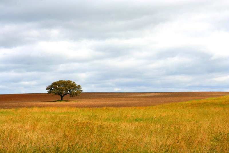 Alentejo.jpg