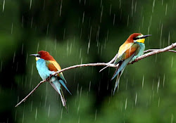 rain birds wallpapers rainy season monsoon resolution desktop raining nature bird different enjoying animals beauty amazing am super scienaries fly