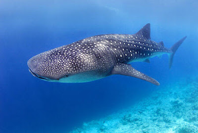 Whale Shark - Biggest fish in the world