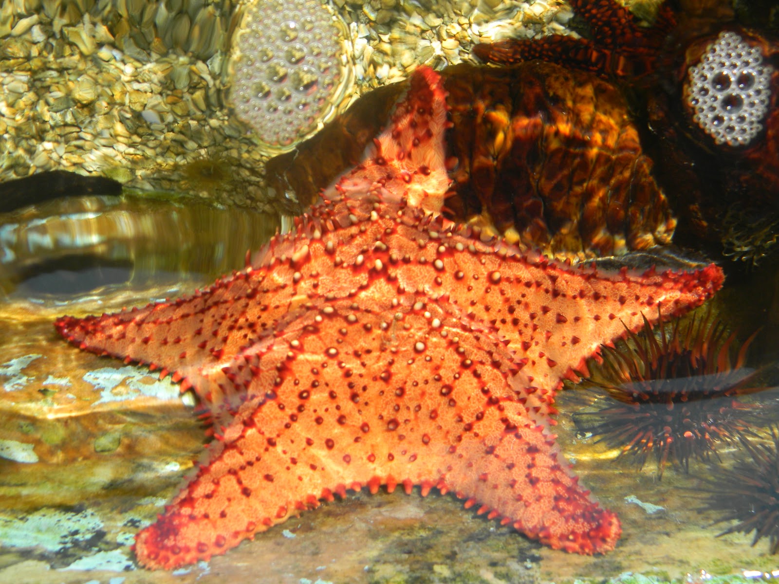 The "Unknown" Florida Key West Aquarium Key West, FL